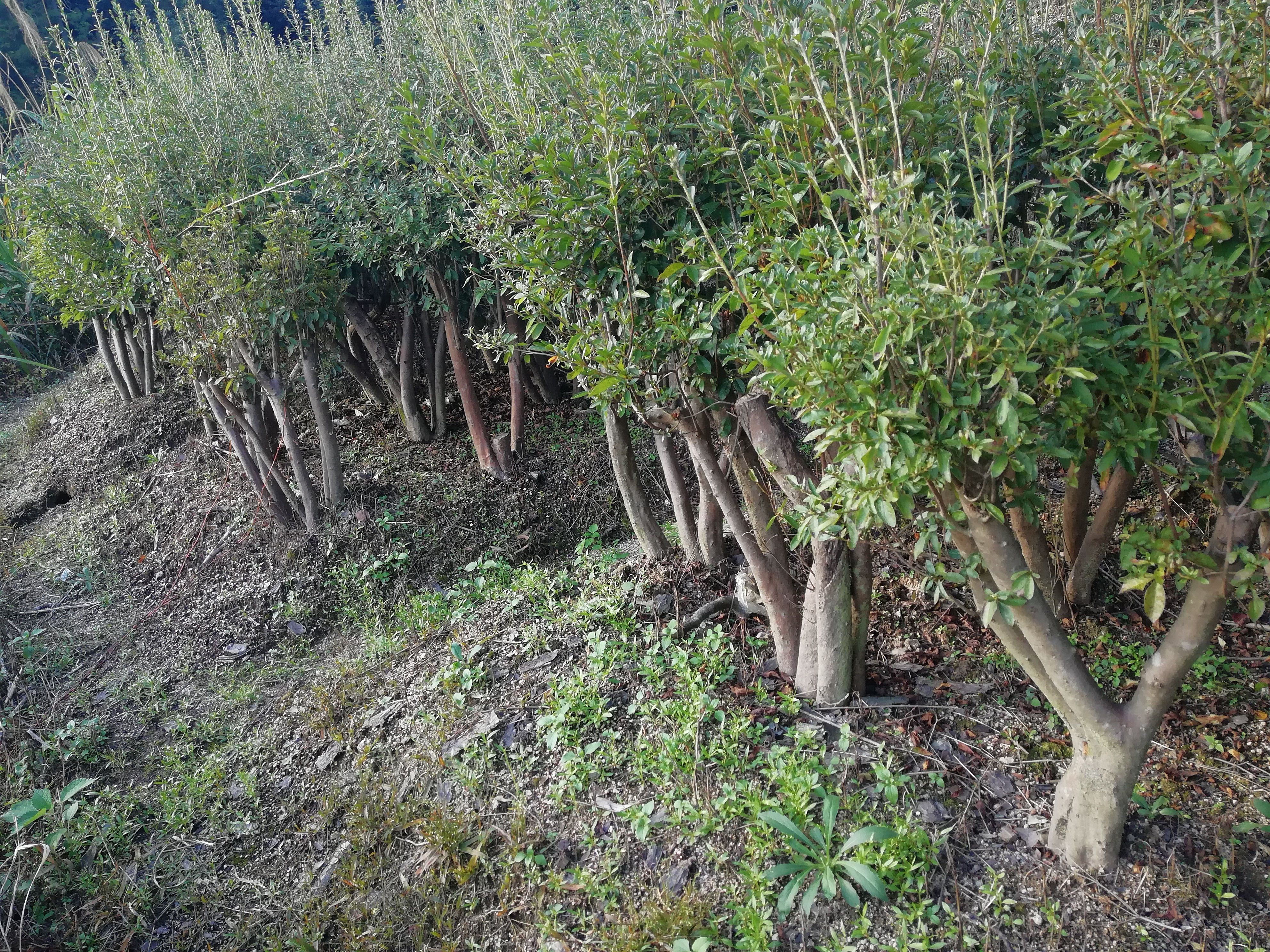 似血杜鹃  映山红树桩（春鹃夏鹃:)土球全冠多分枝大冠幅数量