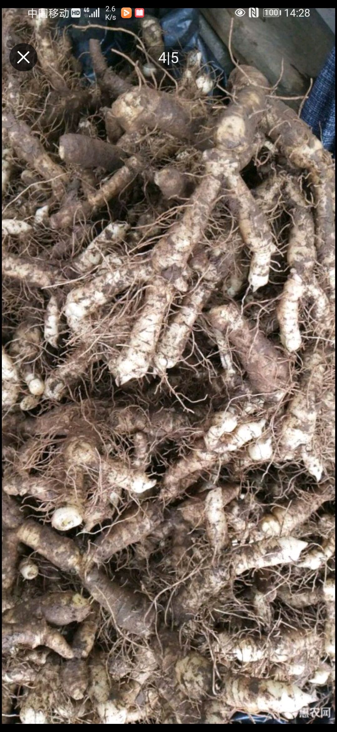 湘玉竹 湖南省邵阳市隆回县