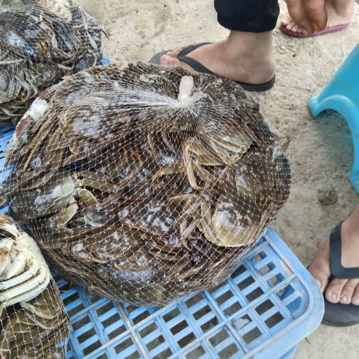 洪湖市 大闸蟹