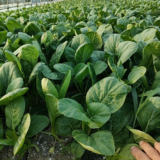 广东菜心  常年有货  大棚种植 现摘现发