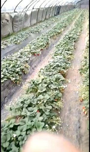 自己种剩宁玉：粉玉：嫜姬：梦之莹草莓苗，根壮苗好，成活率高