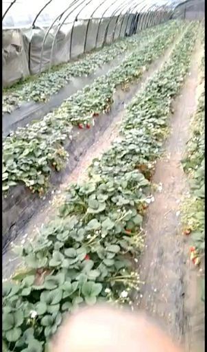 洛阳宁玉草莓苗 自家用草莓苗，根壮苗好，成活率高