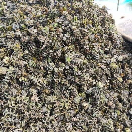 安新县菹草  沮草、麦黄草