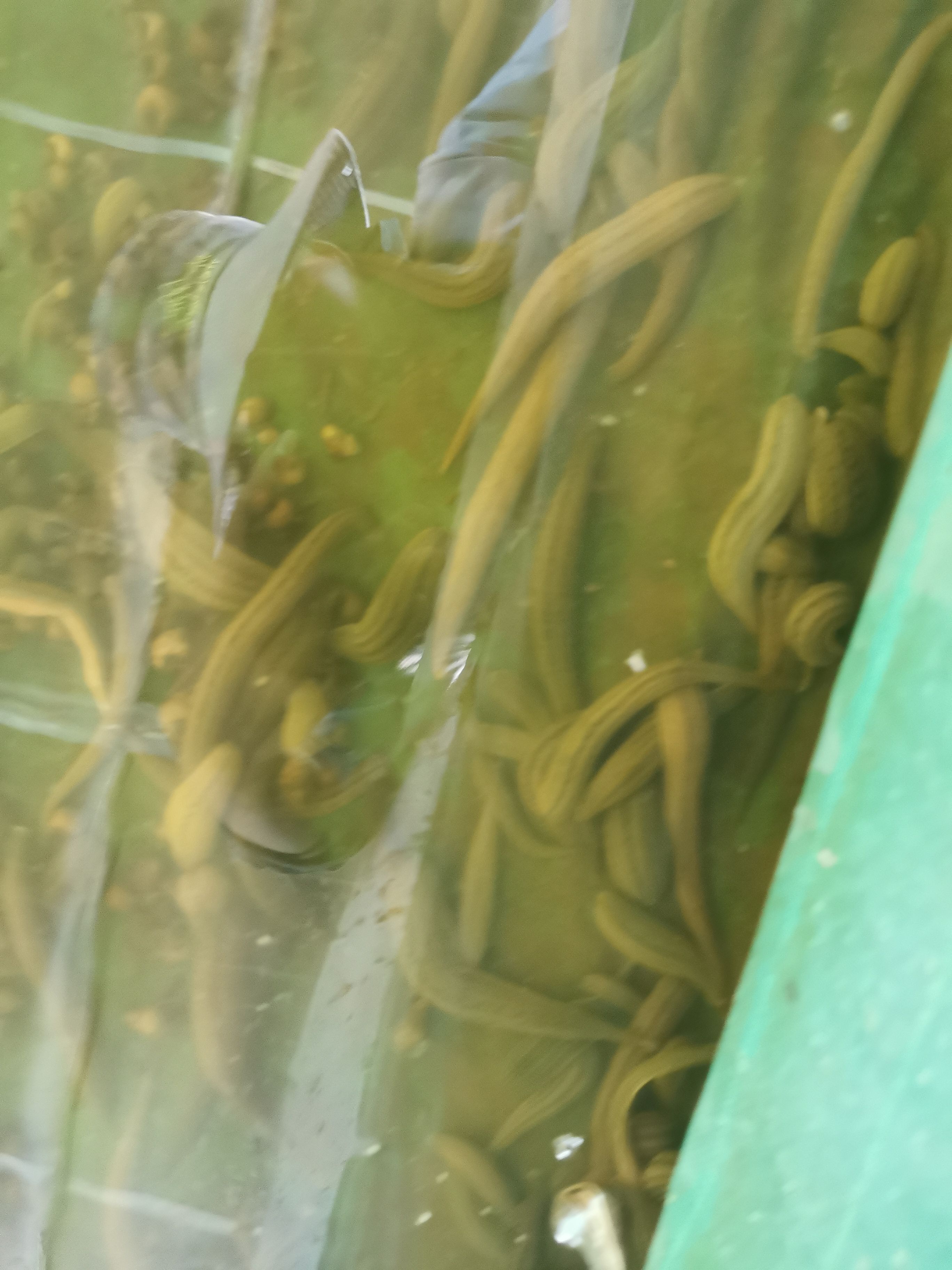 宽体金线蛭  水蛭鲜活，30-40个每斤，价格可谈