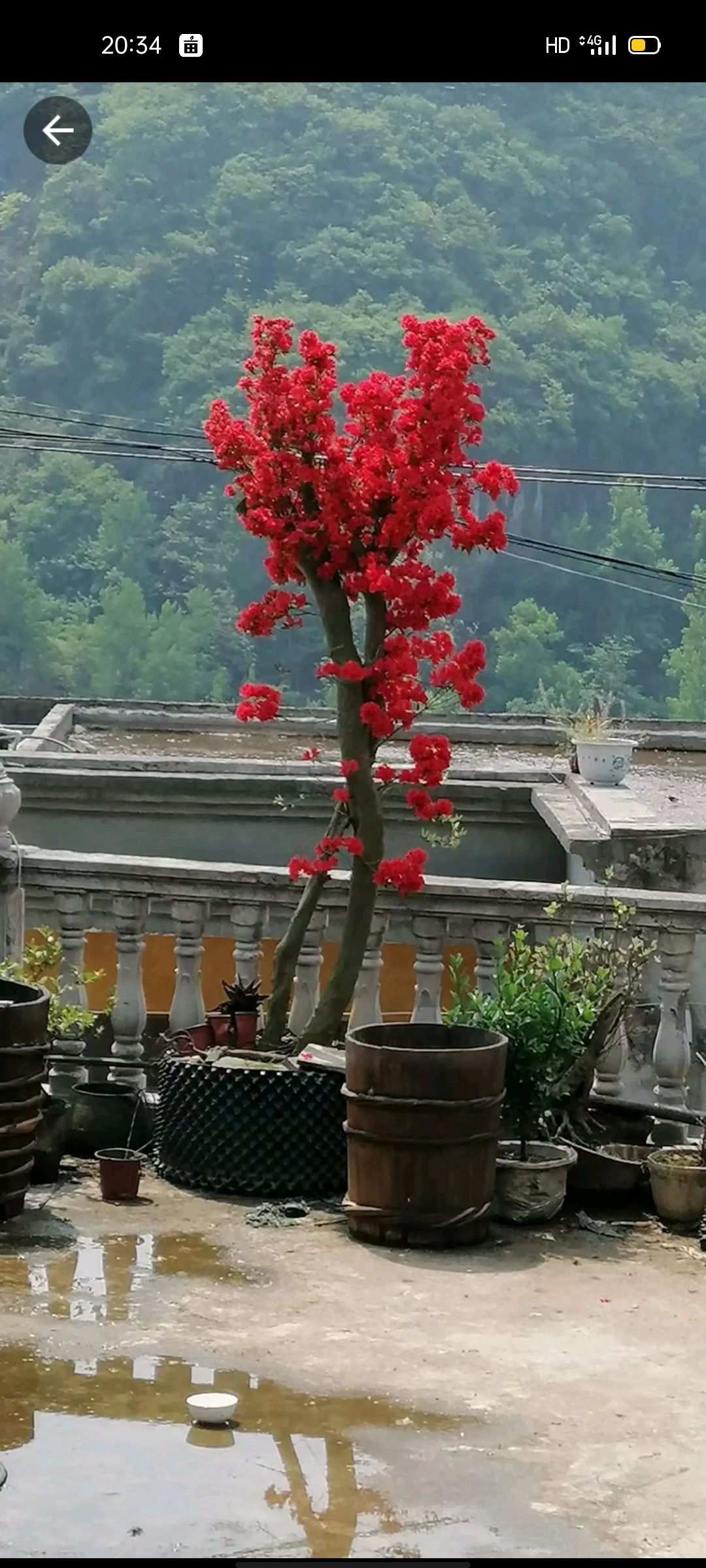 杜鹃  映山红桩，有喜欢的老板可以联系我哦