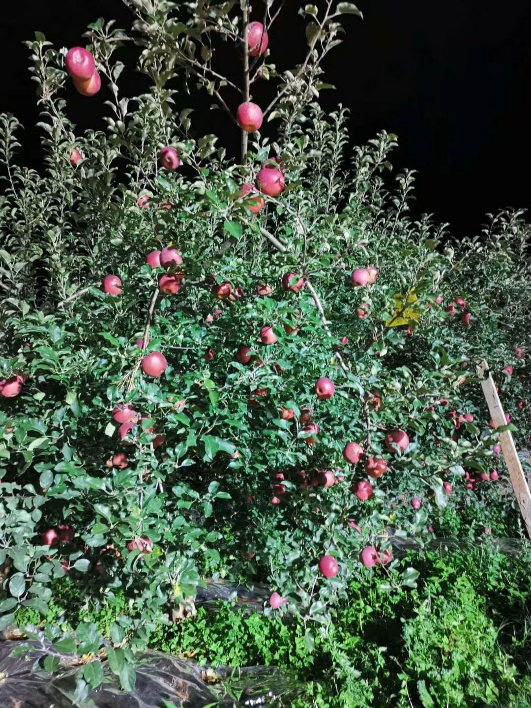 苹果  2001甜脆果大量上市