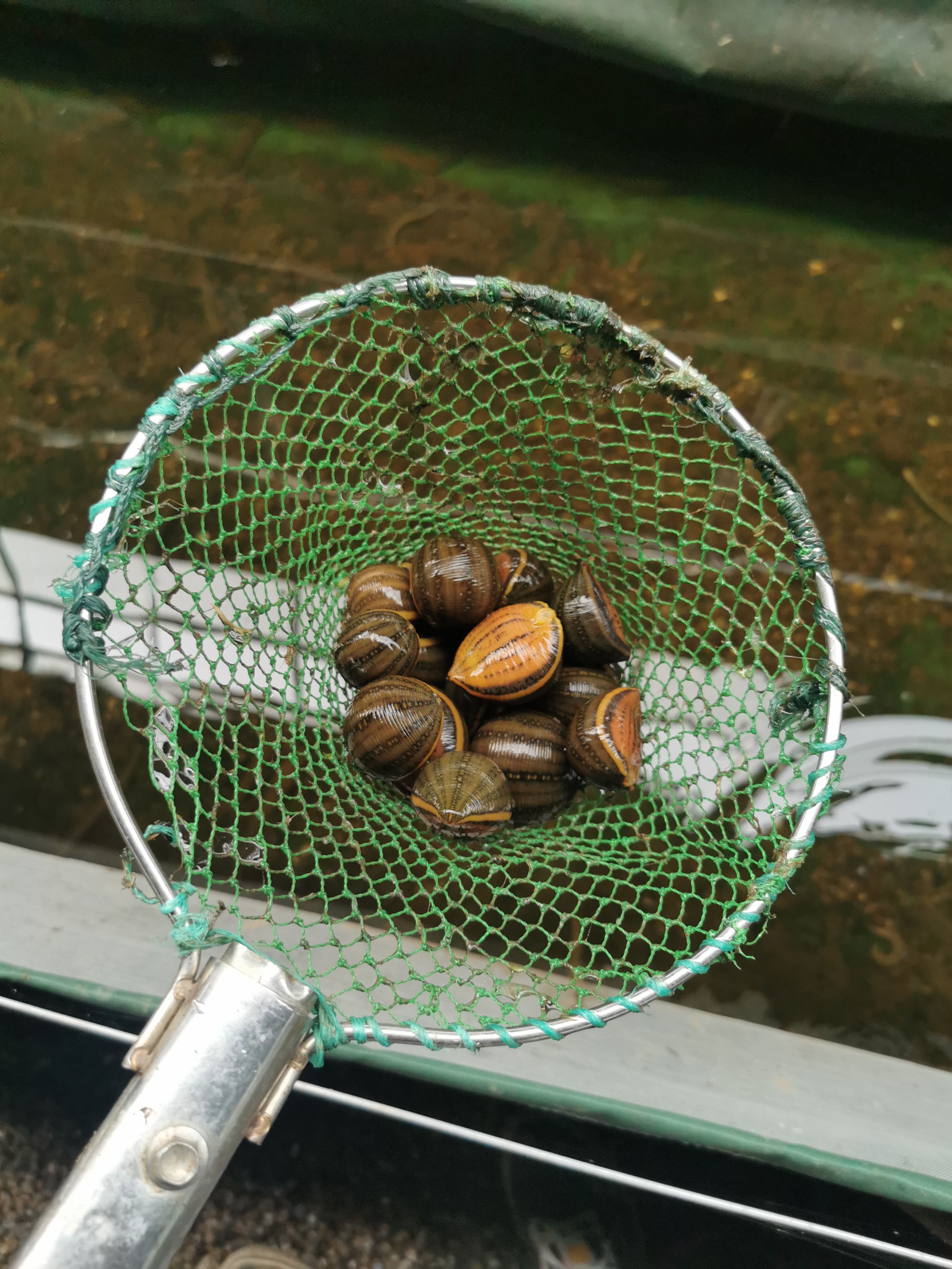 宽体金线蛭  水蛭鲜活，30-40个每斤，价格可谈