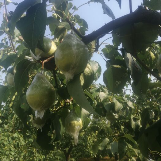 泊头市 大鸭梨大量下树