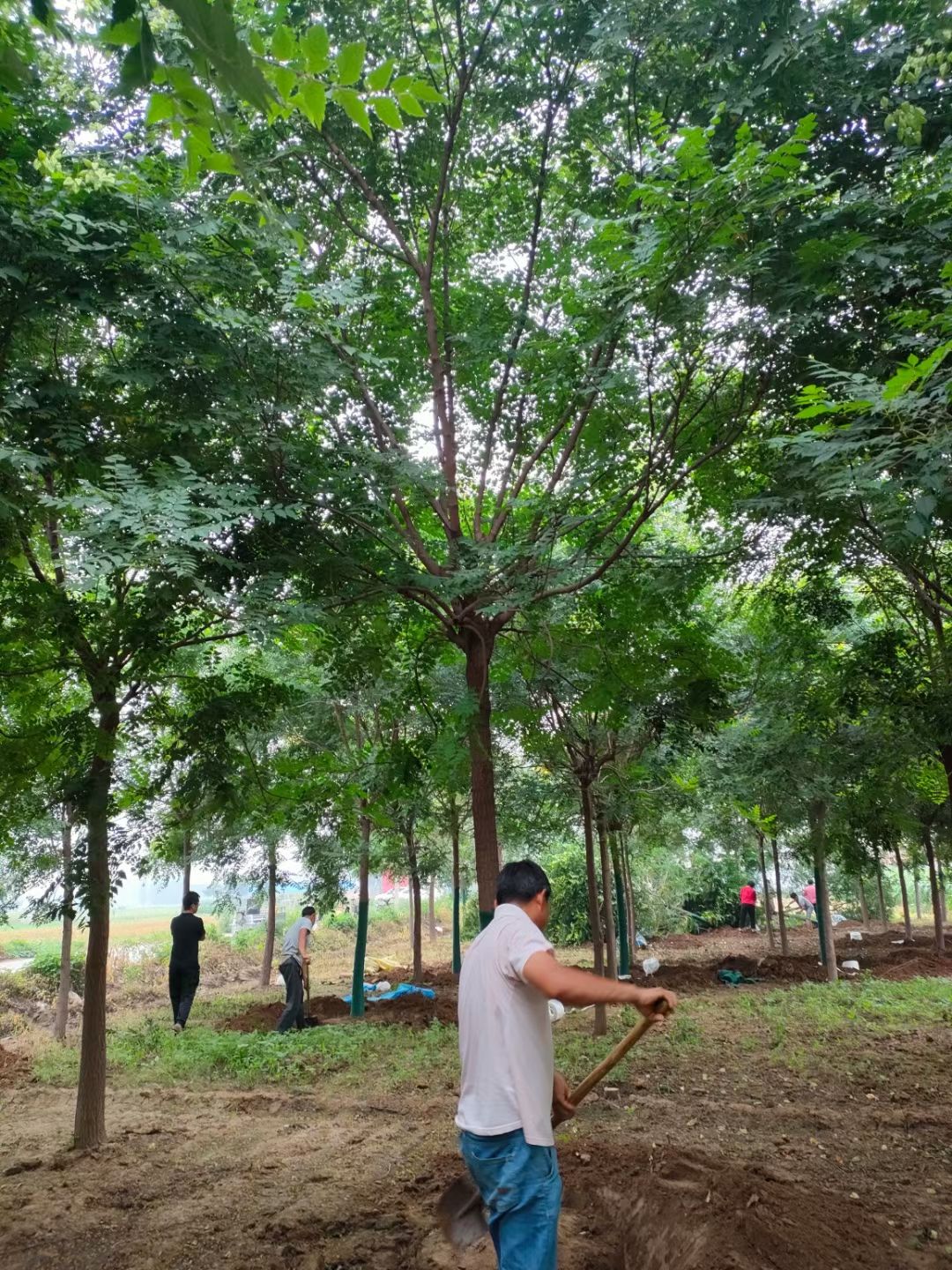 10公分北栾！定植移栽苗！大量出售中