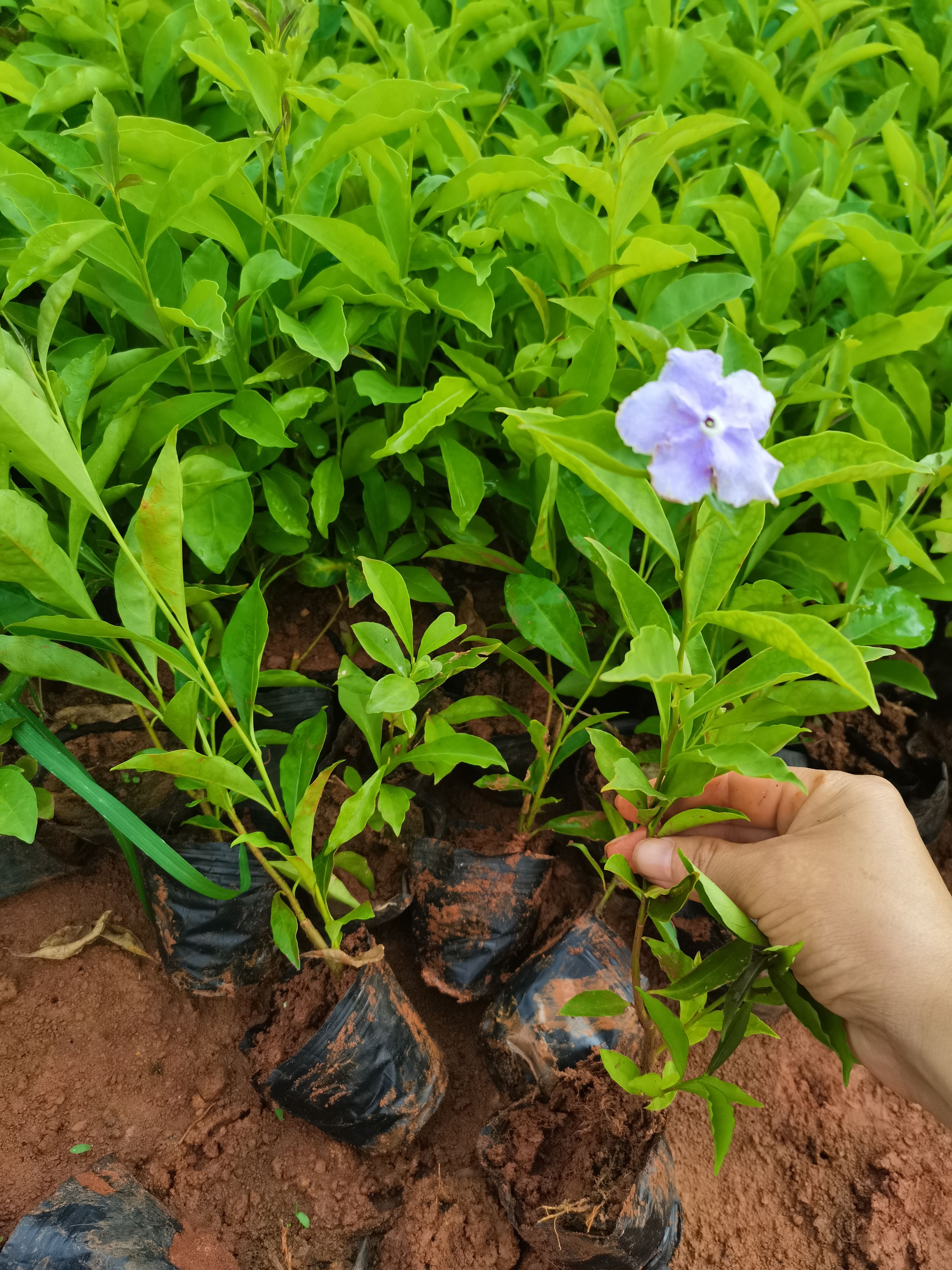 非洲茉莉  双色茉莉
