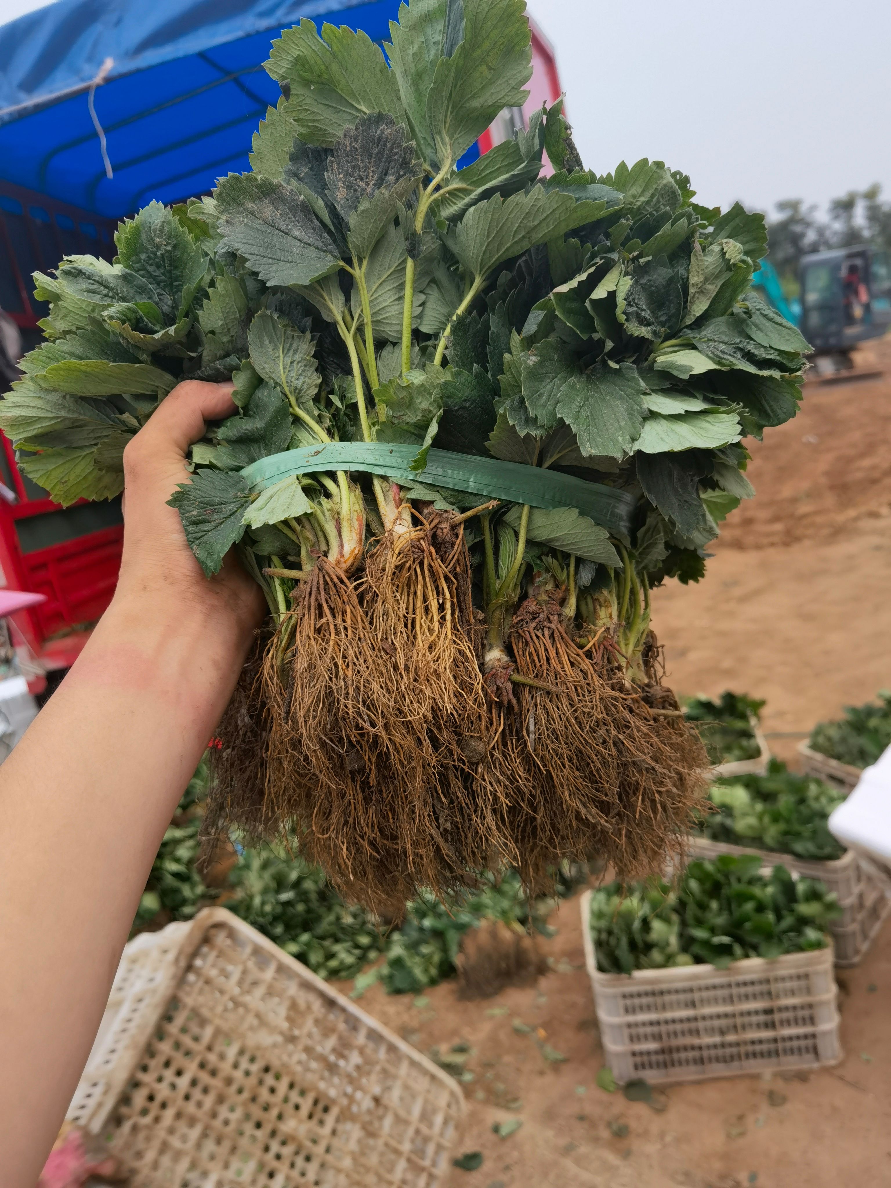 久香草莓苗批发 现挖久香草莓苗 成活率高 好管理 现挖现卖