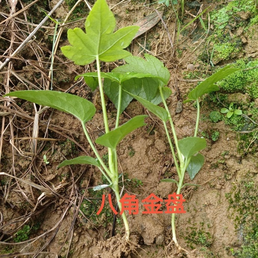浏阳市 八角金盘