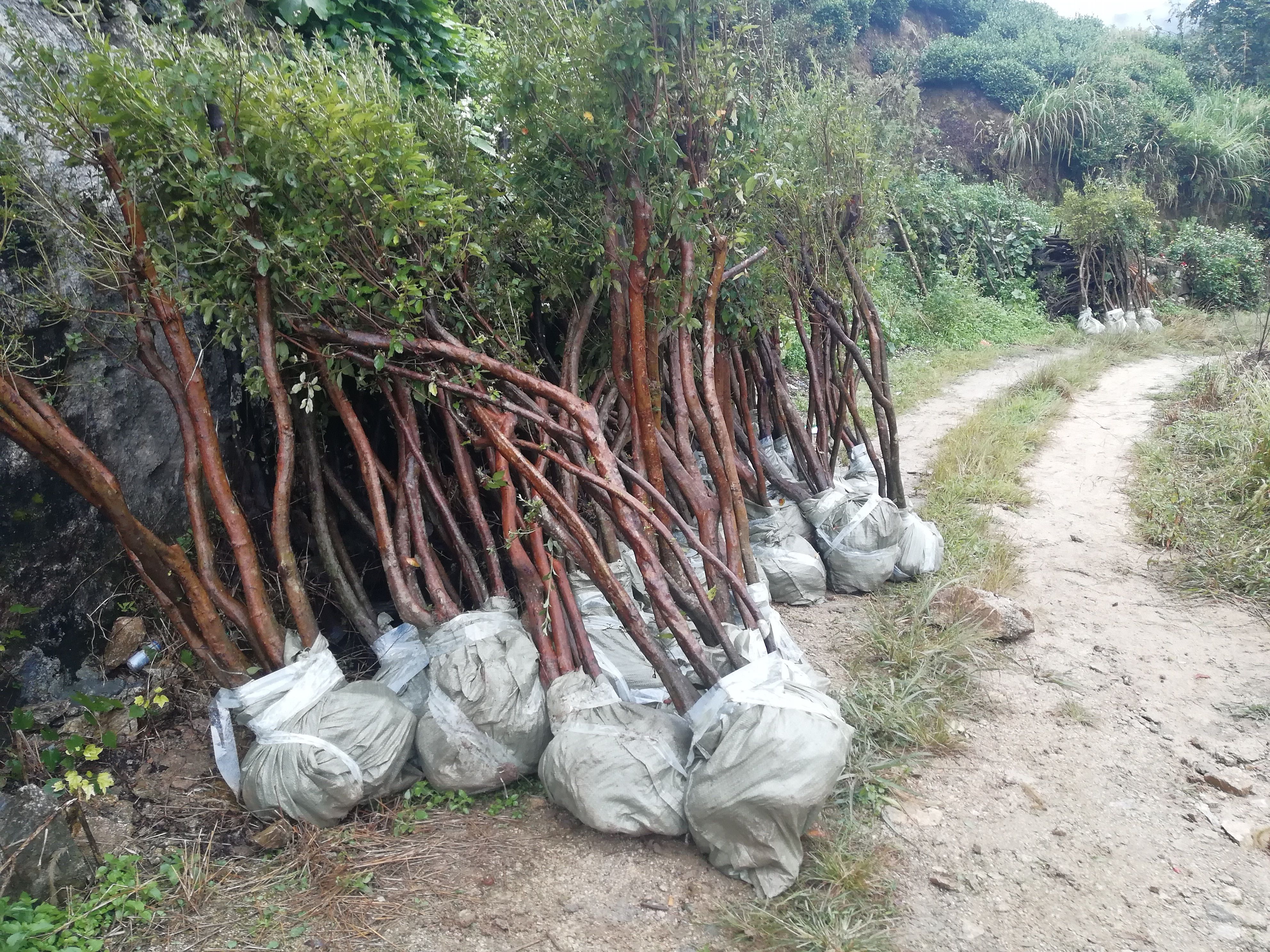 似血杜鹃  映山红树桩（春鹃夏鹃:)土球全冠多分枝大冠幅数量