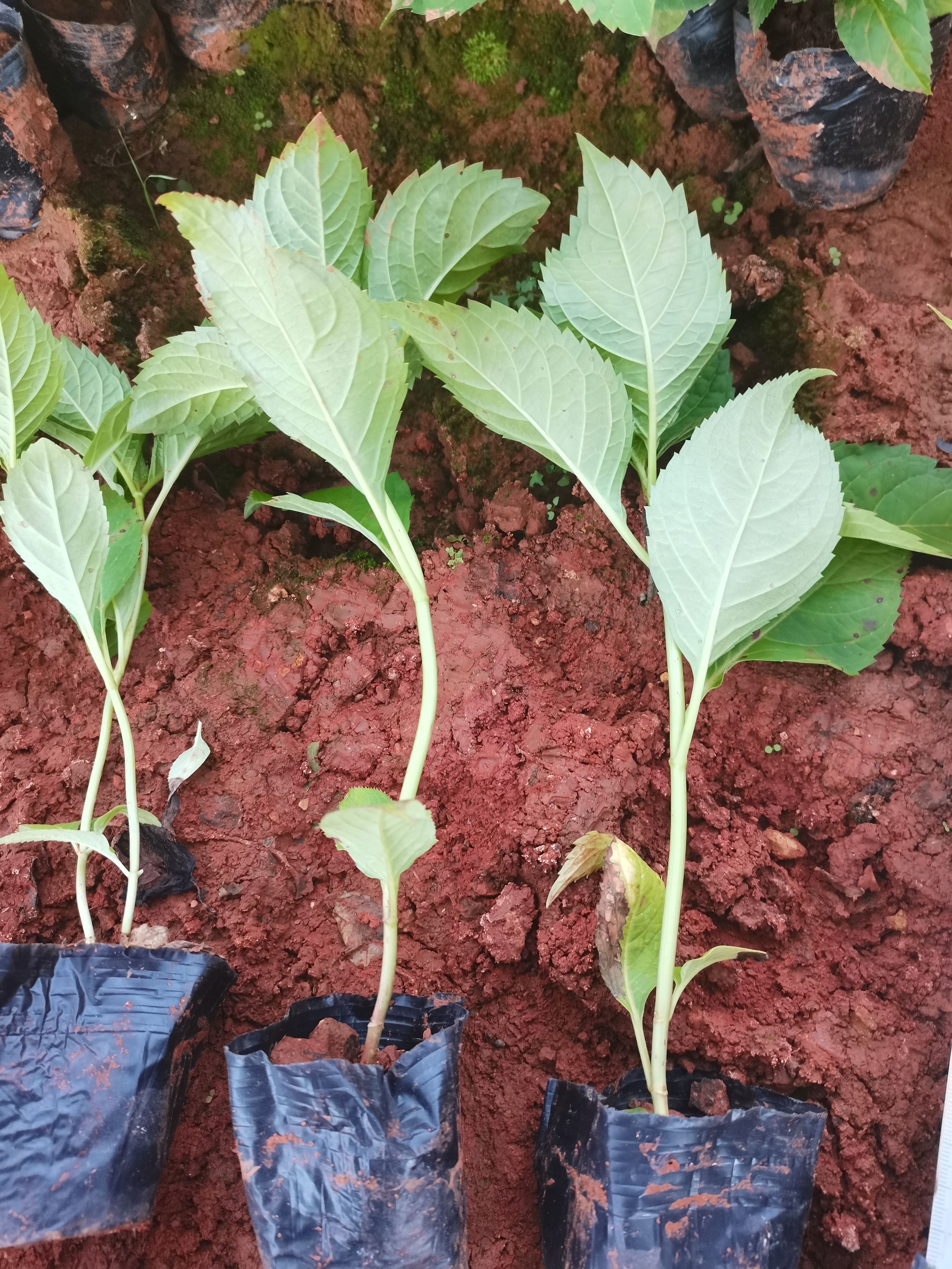 八仙花，无尽夏绣球