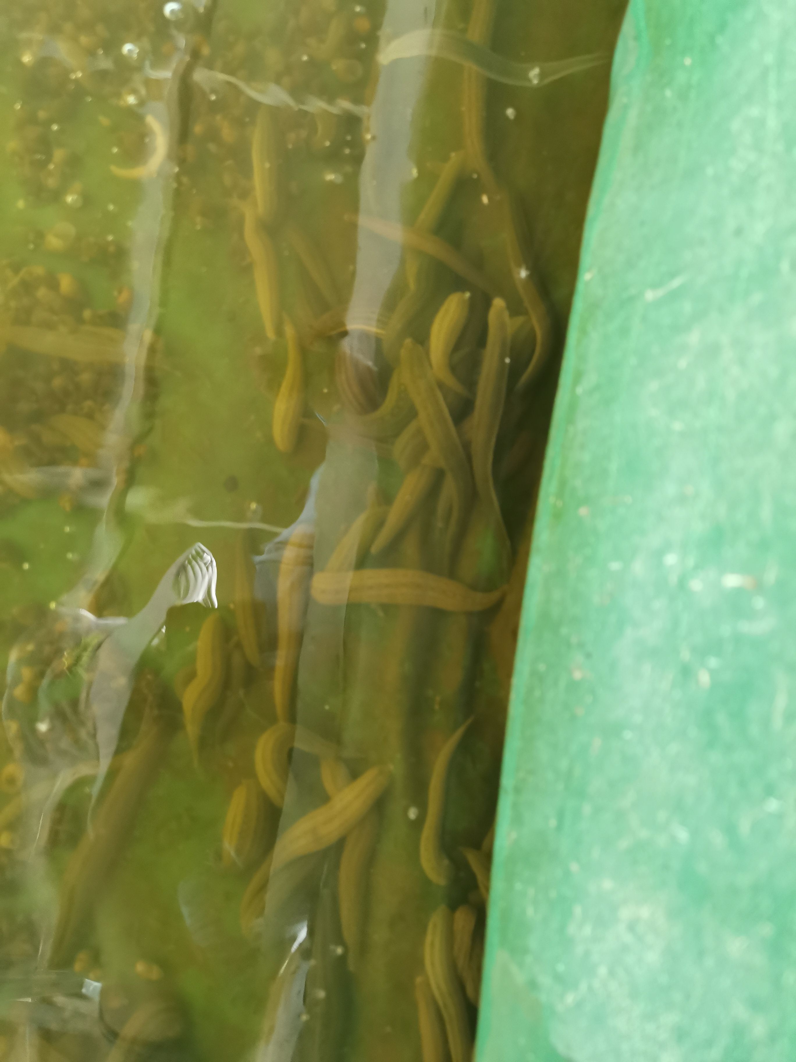 宽体金线蛭  水蛭鲜活，30-40个每斤，价格可谈