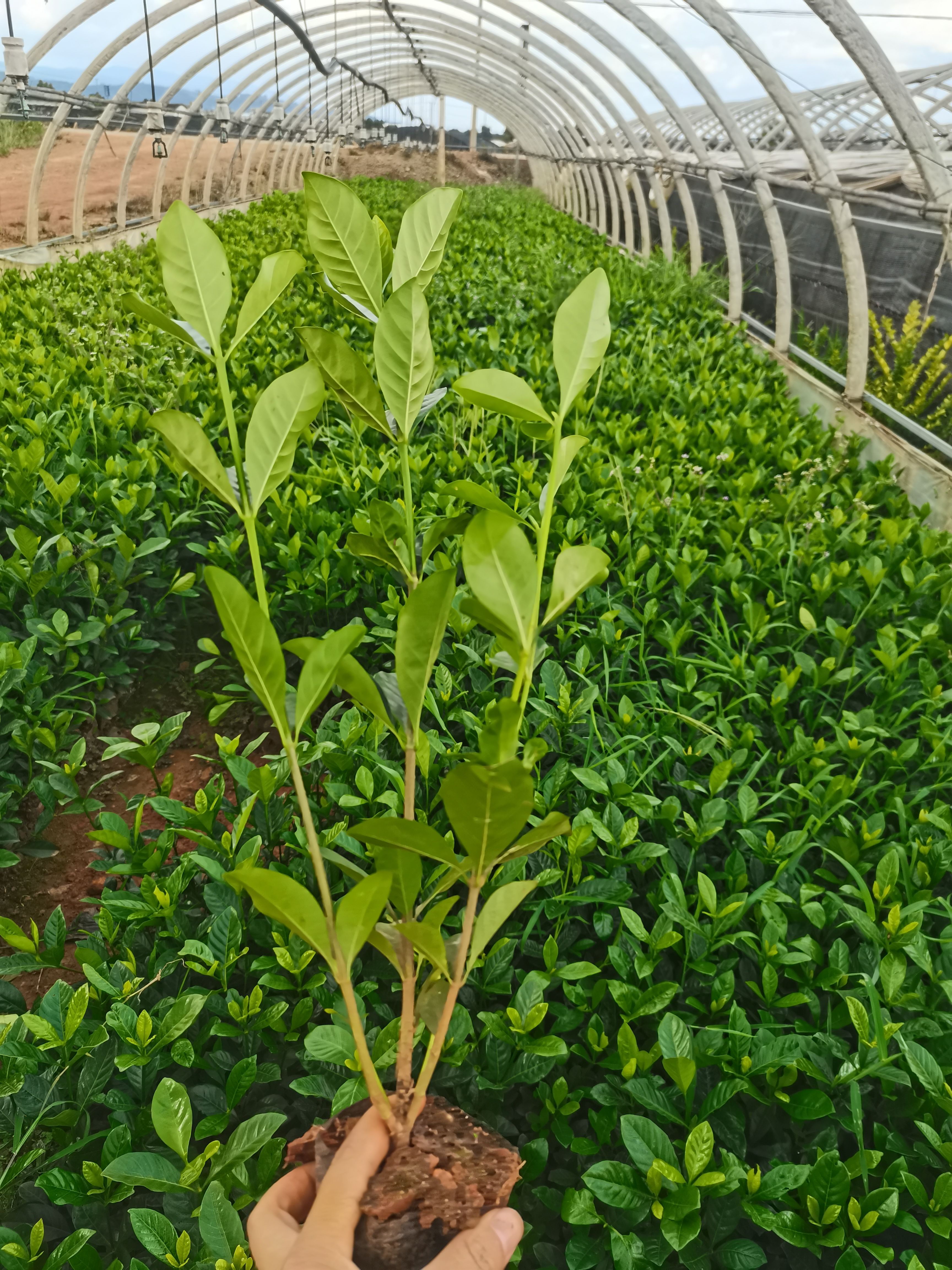 大葉梔子花，小葉梔子，昆明種植園直銷