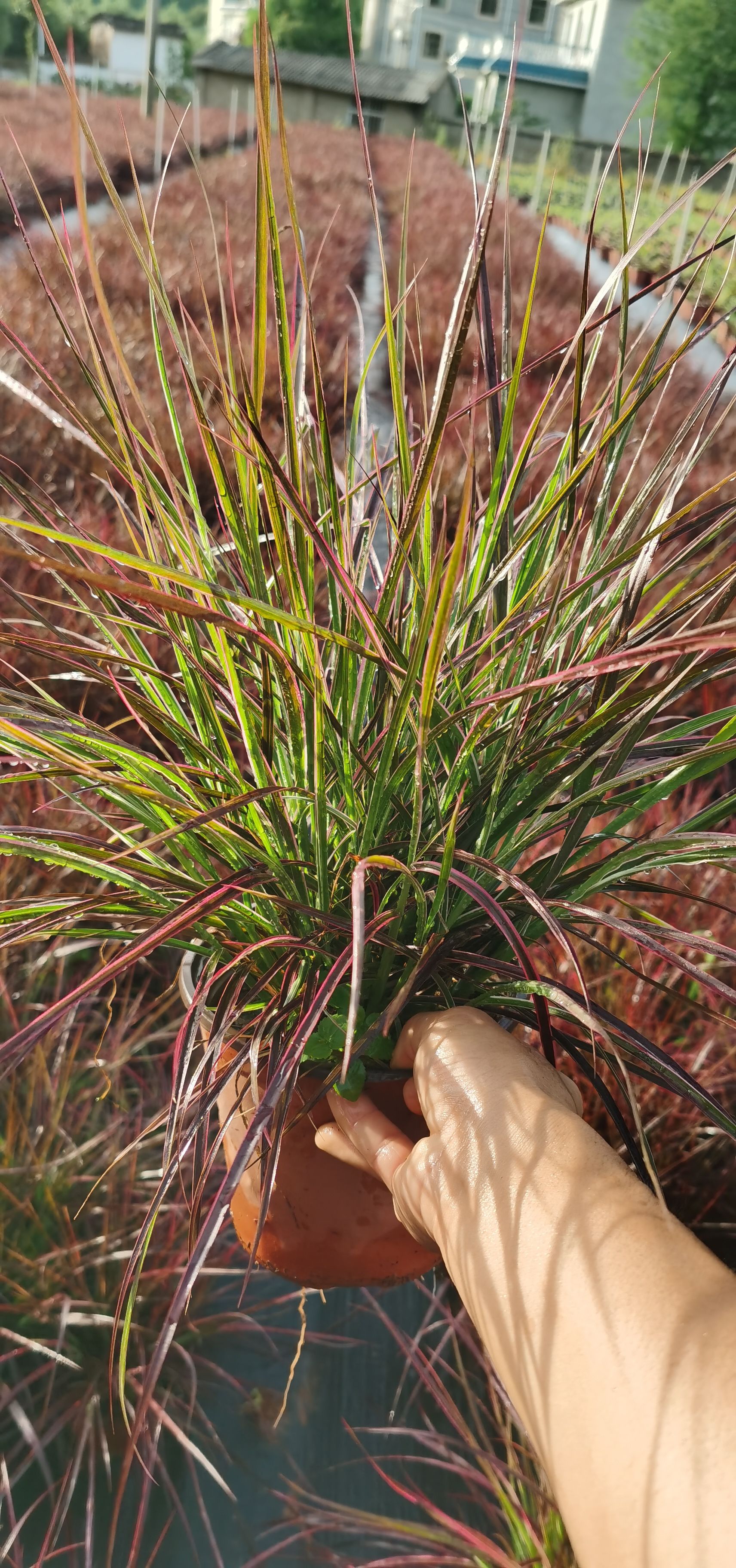 狼尾草 