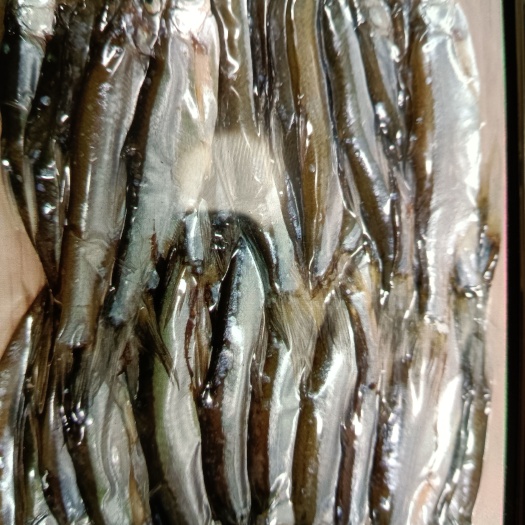 宜昌刁子鱼干 12-18个月 