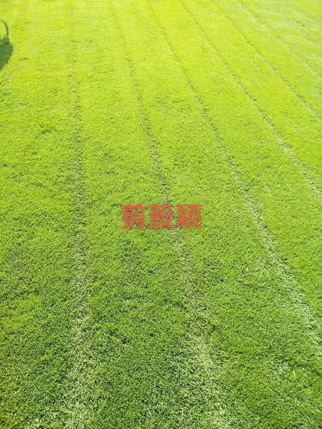  昆明基地常年出售各种绿化草坪，混播四季青，剪股颖，马蹄筋