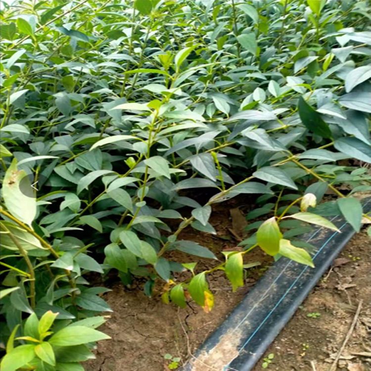 金钟连翘苗  连翘苗 杯苗   地苗 耐寒耐干旱耐瘠