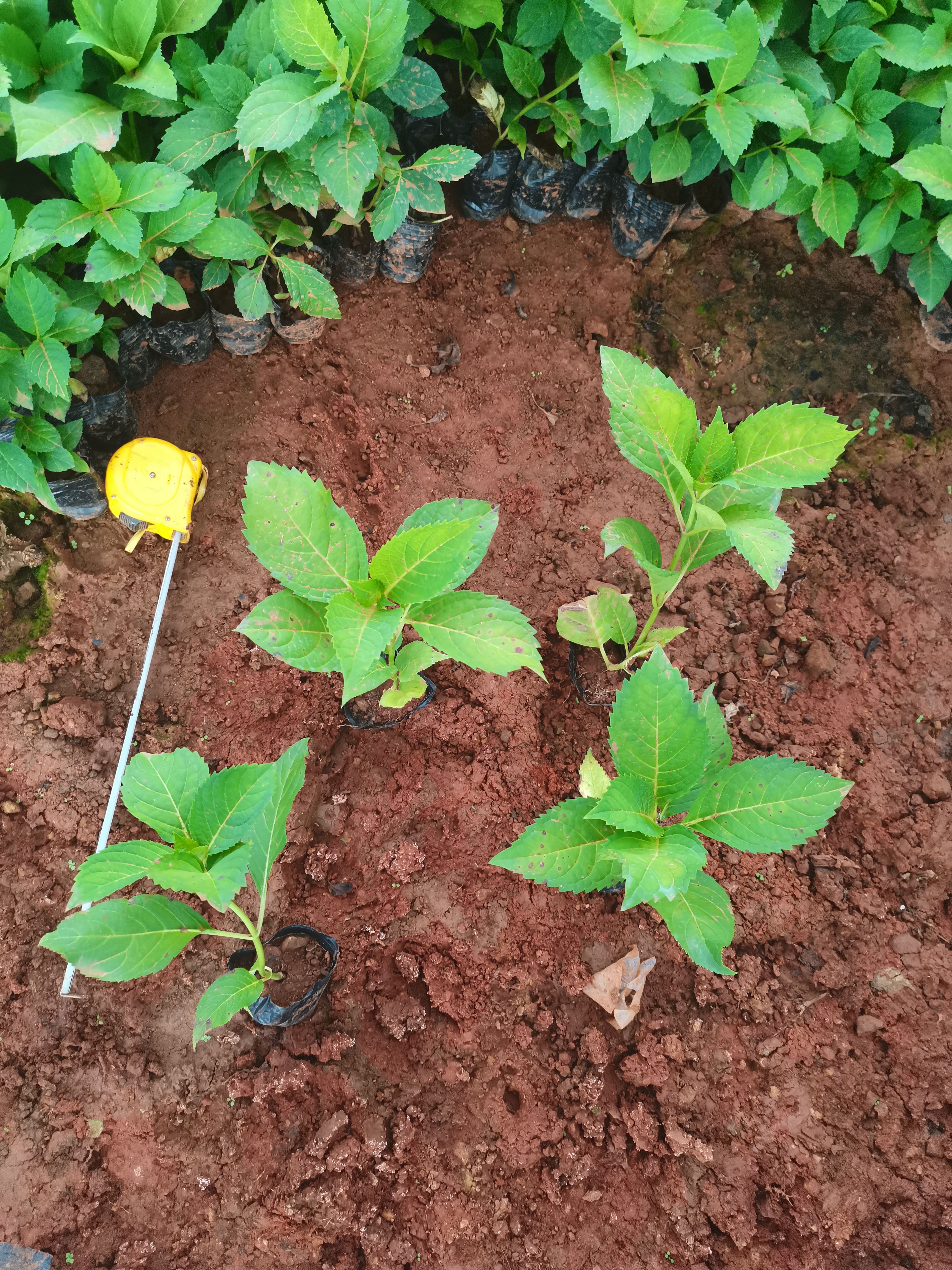 八仙花，无尽夏绣球