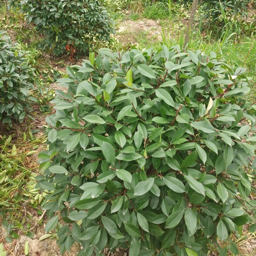潢川县球花石楠 精品自产自销