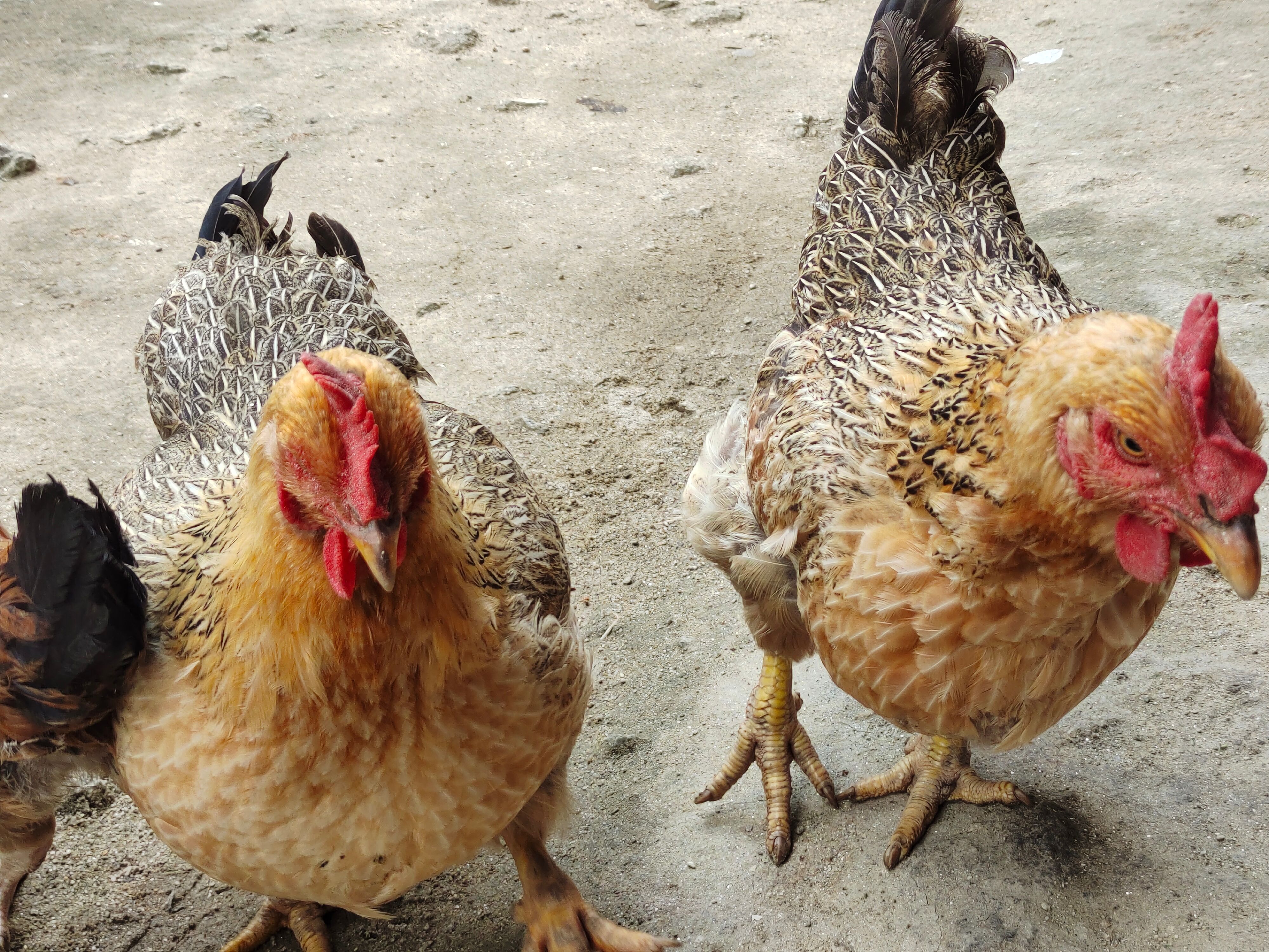 土鸡  老母鸡月子鸡农户自家养殖一年以上预订发货
