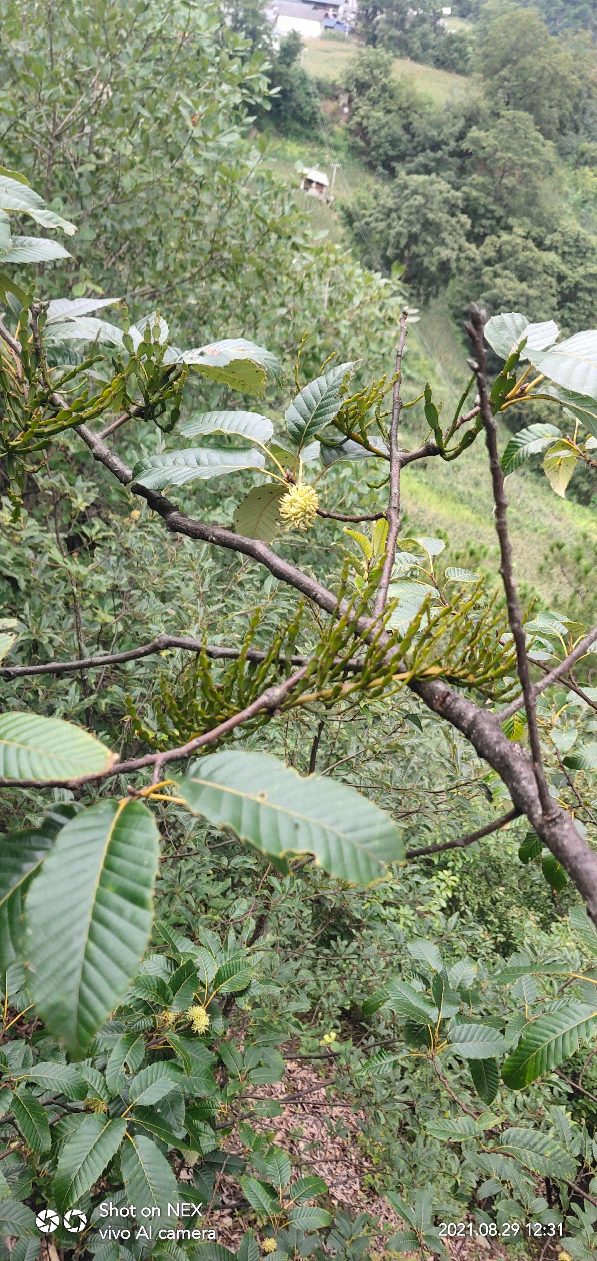 小叶冬青 螃蟹脚 枝槲寄生