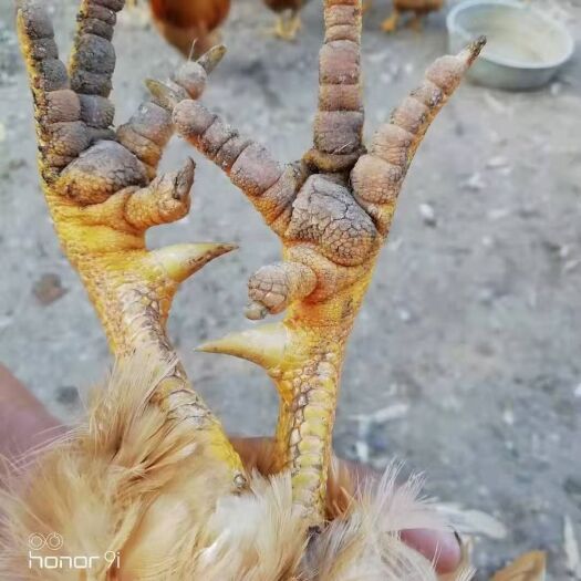 宁远县土鸡 三王阉鸡
