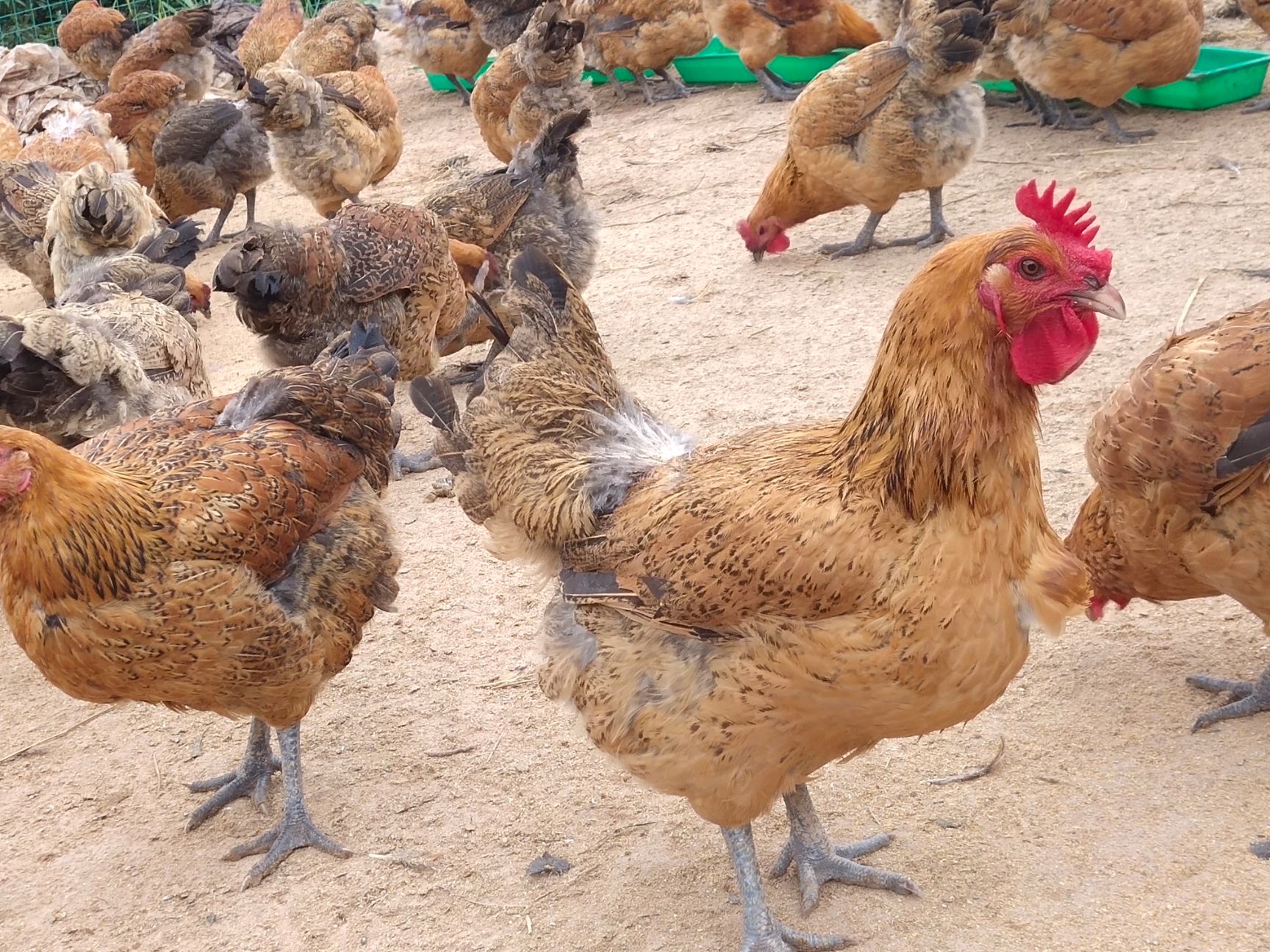 散养土鸡，纯粮喂养，价格美丽，肉质肥美
