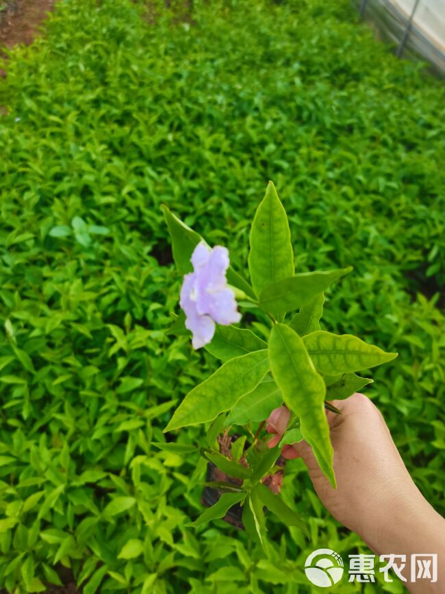 非洲茉莉  双色茉莉