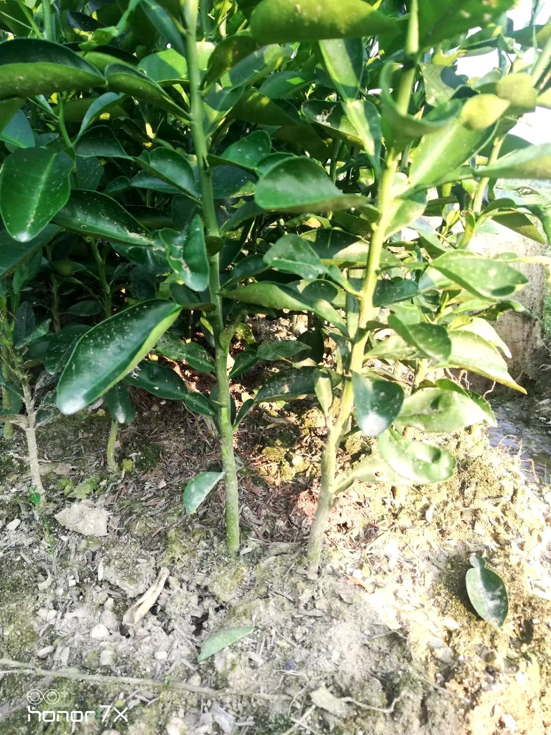 酸柚苗  ，广西桂林阳朔，酸柚小苗，酸柚牙苗，