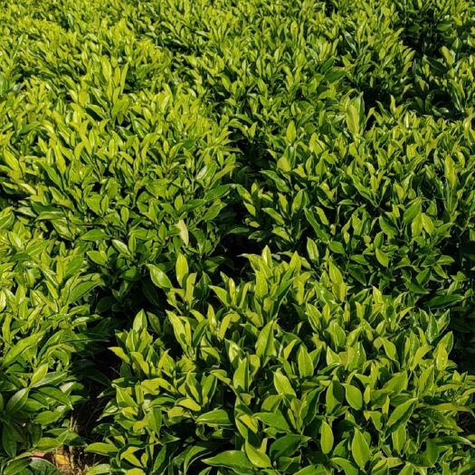 肇庆非洲茉莉种植基地，自产自销，品种齐全
