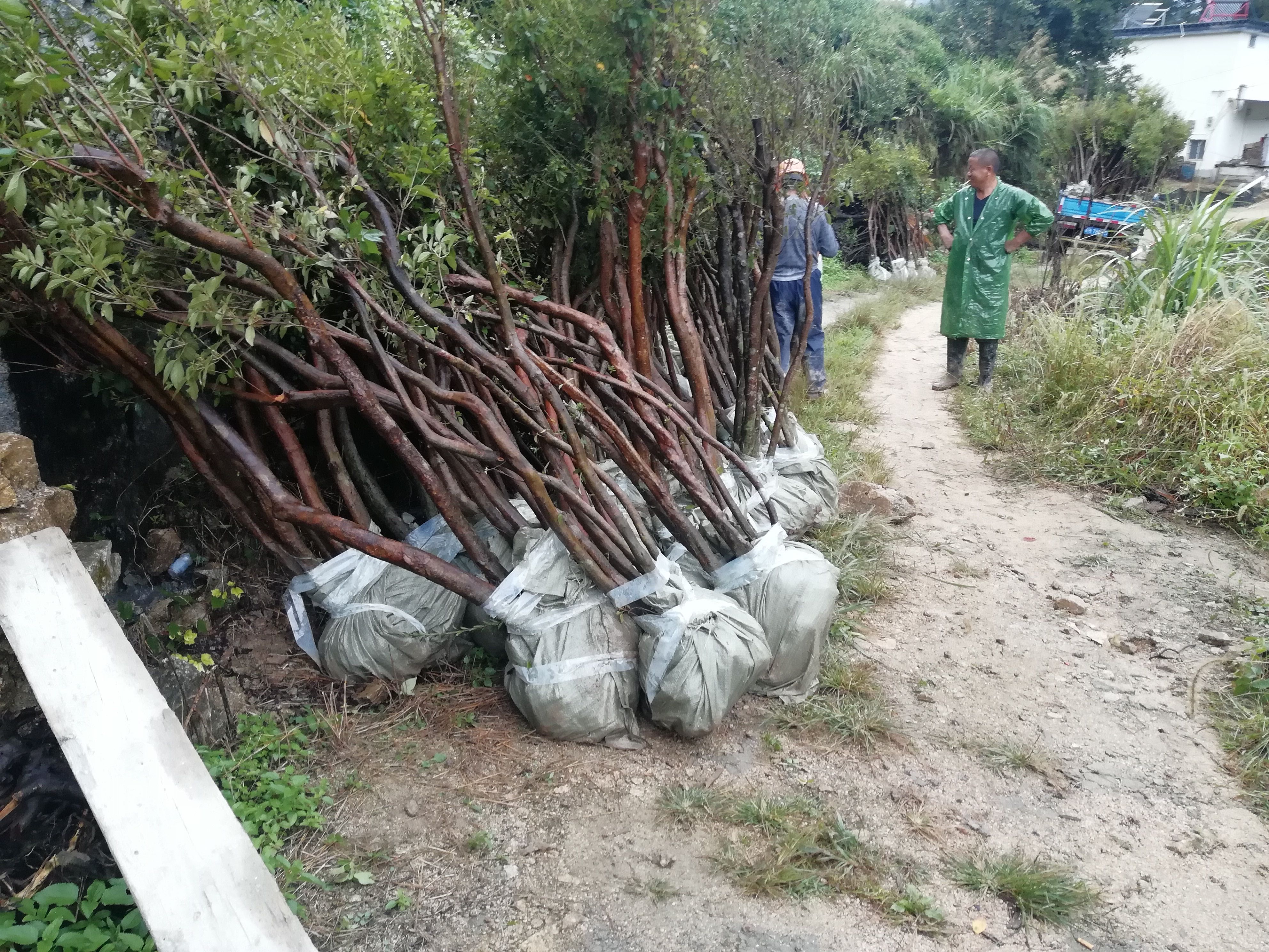 似血杜鹃  映山红树桩（春鹃夏鹃:)土球全冠多分枝大冠幅数量