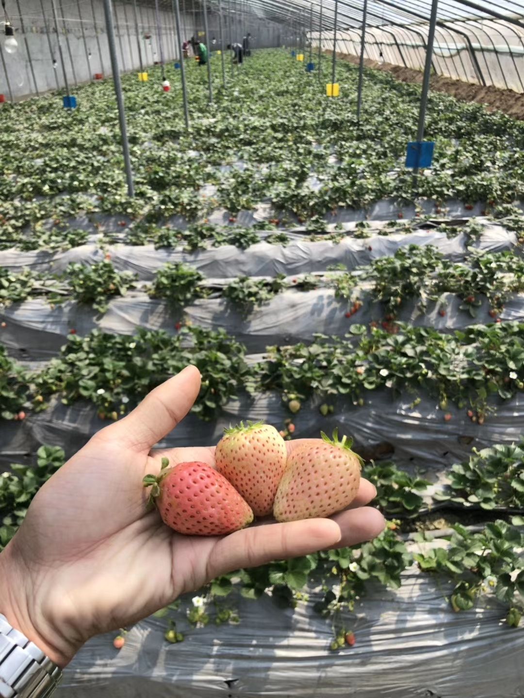 久香草莓苗批发 现挖久香草莓苗 成活率高 好管理 现挖现卖