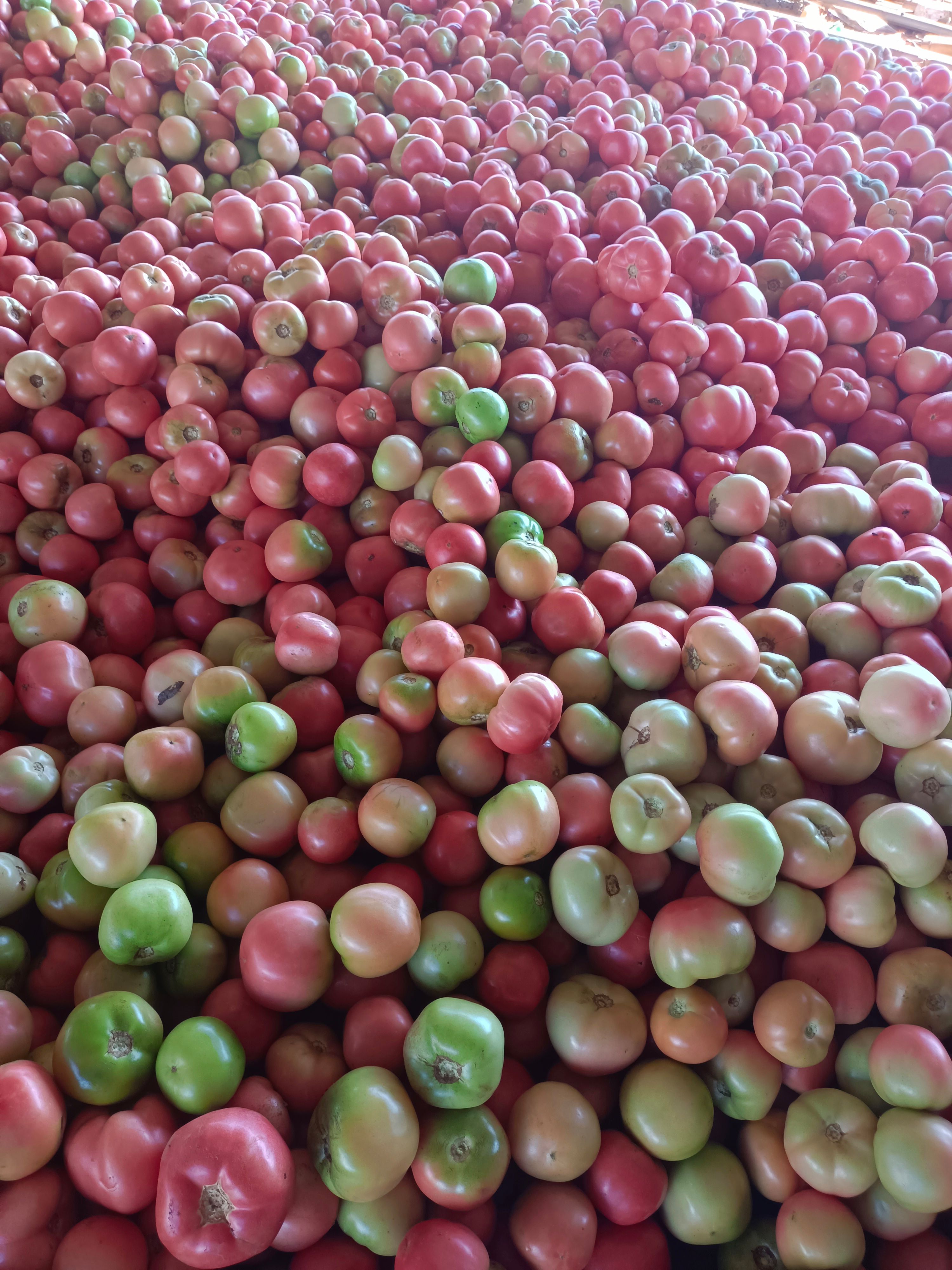 大红西红柿  乐亭硬粉西红柿产区大量上市，有需求的联系我！