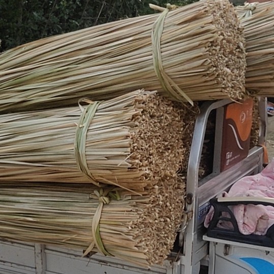 干蒲草  白洋淀蒲草，