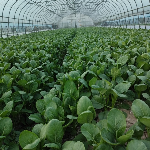 上海广东菜心 量大价优  大棚种植