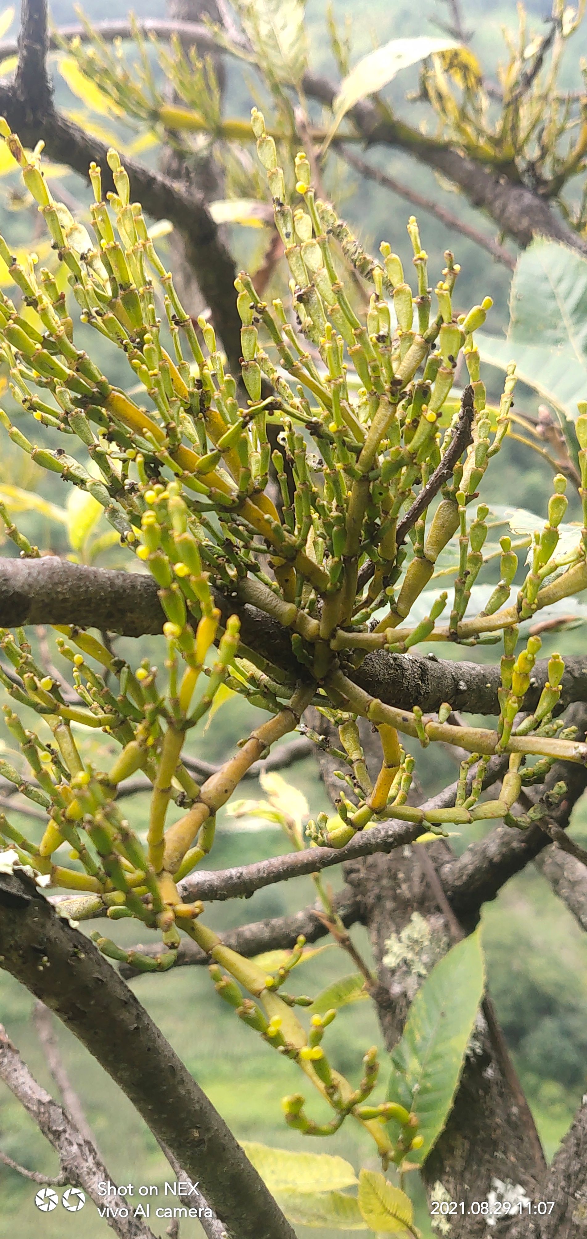 小叶冬青 螃蟹脚 枝槲寄生