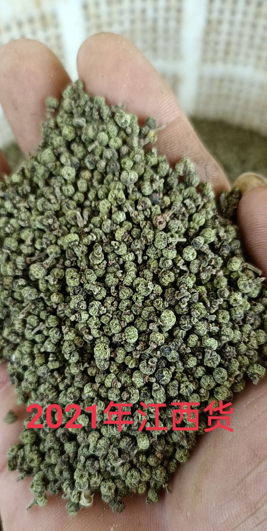 江西中花吴茱萸干货