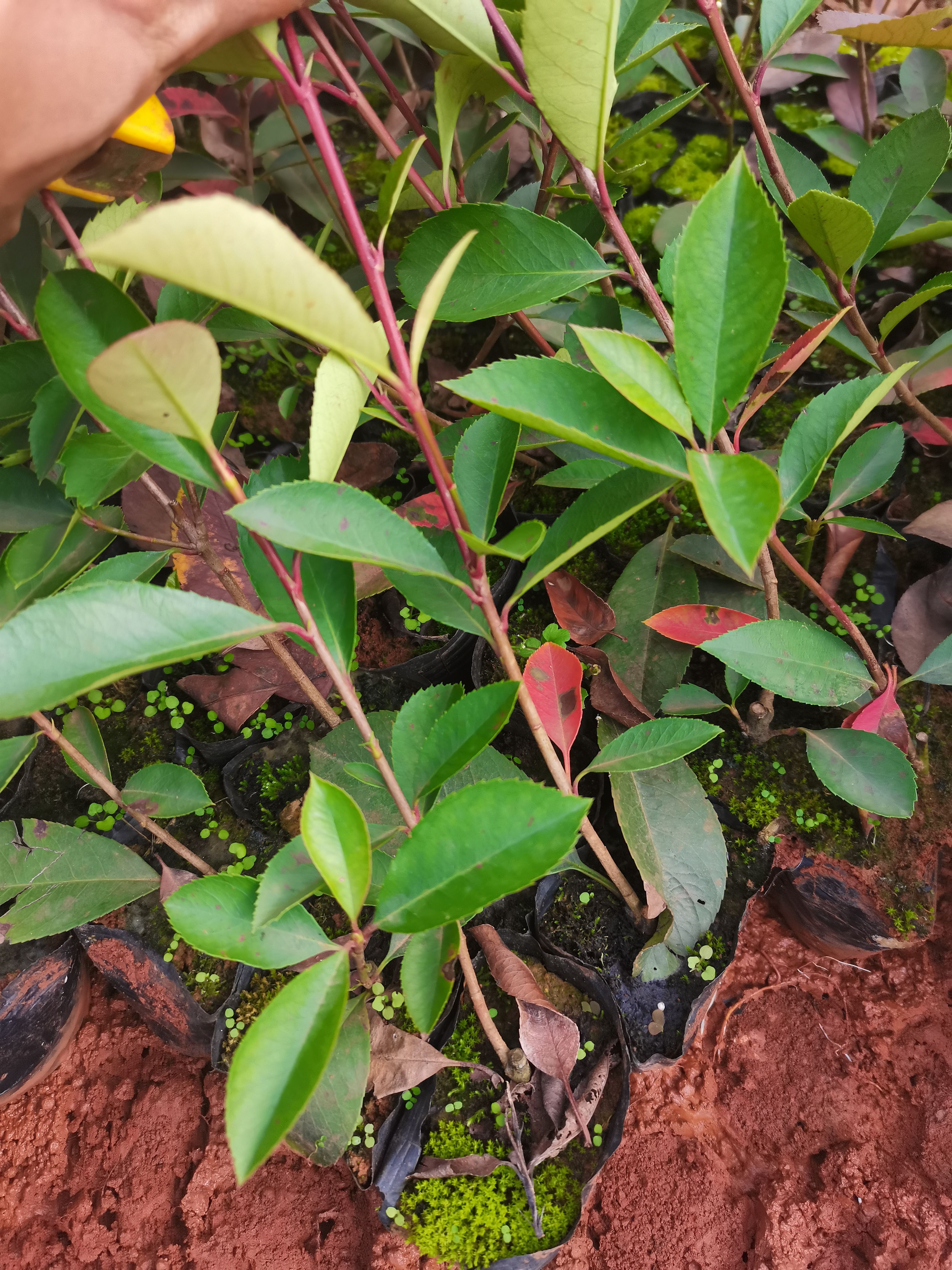 高杆红叶石楠  红叶石楠，云南昆明红叶石楠种植一手货源