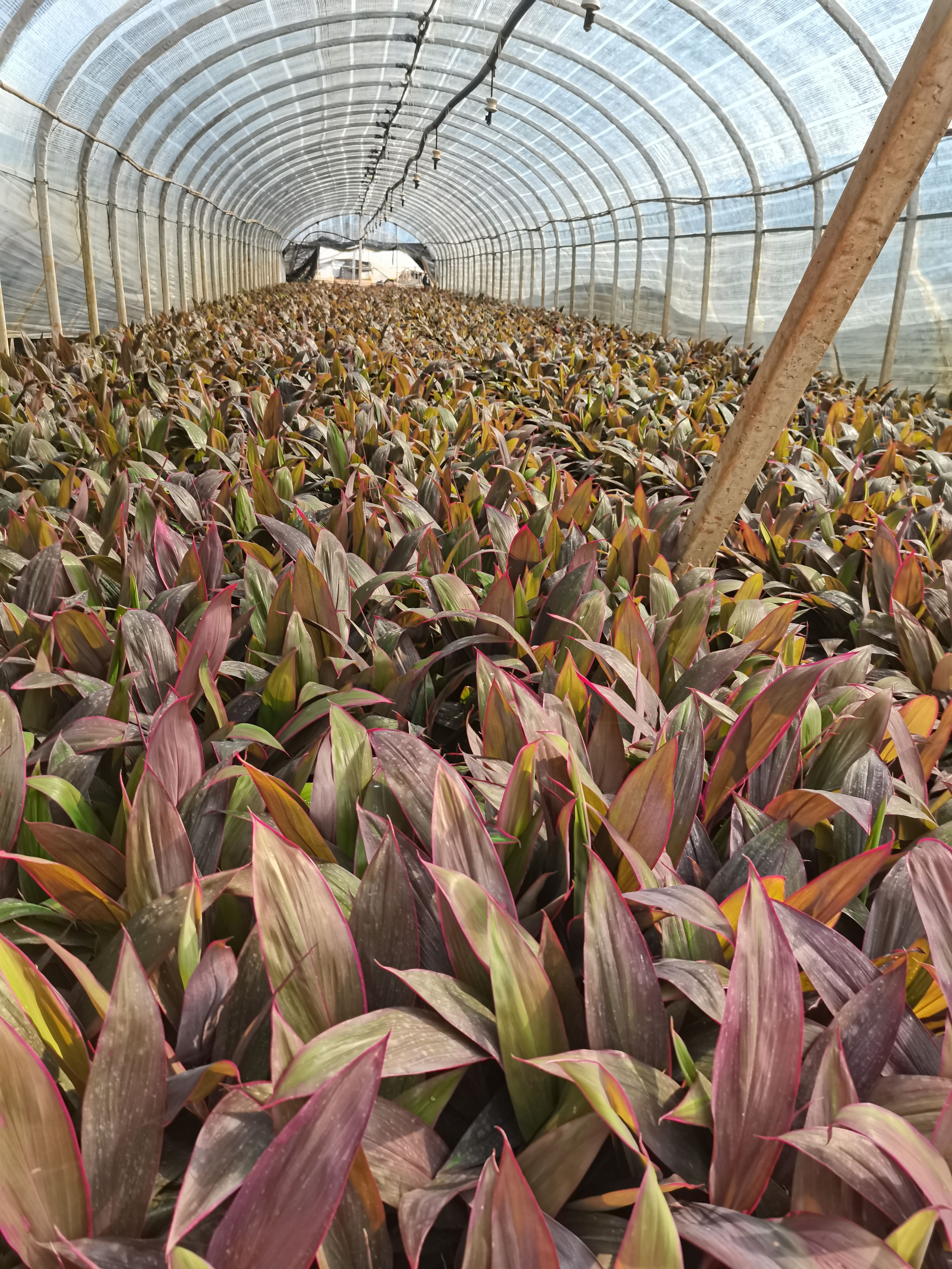 朱蕉，红叶朱蕉，亮叶朱蕉，云南昆明朱蕉种植园一手货源