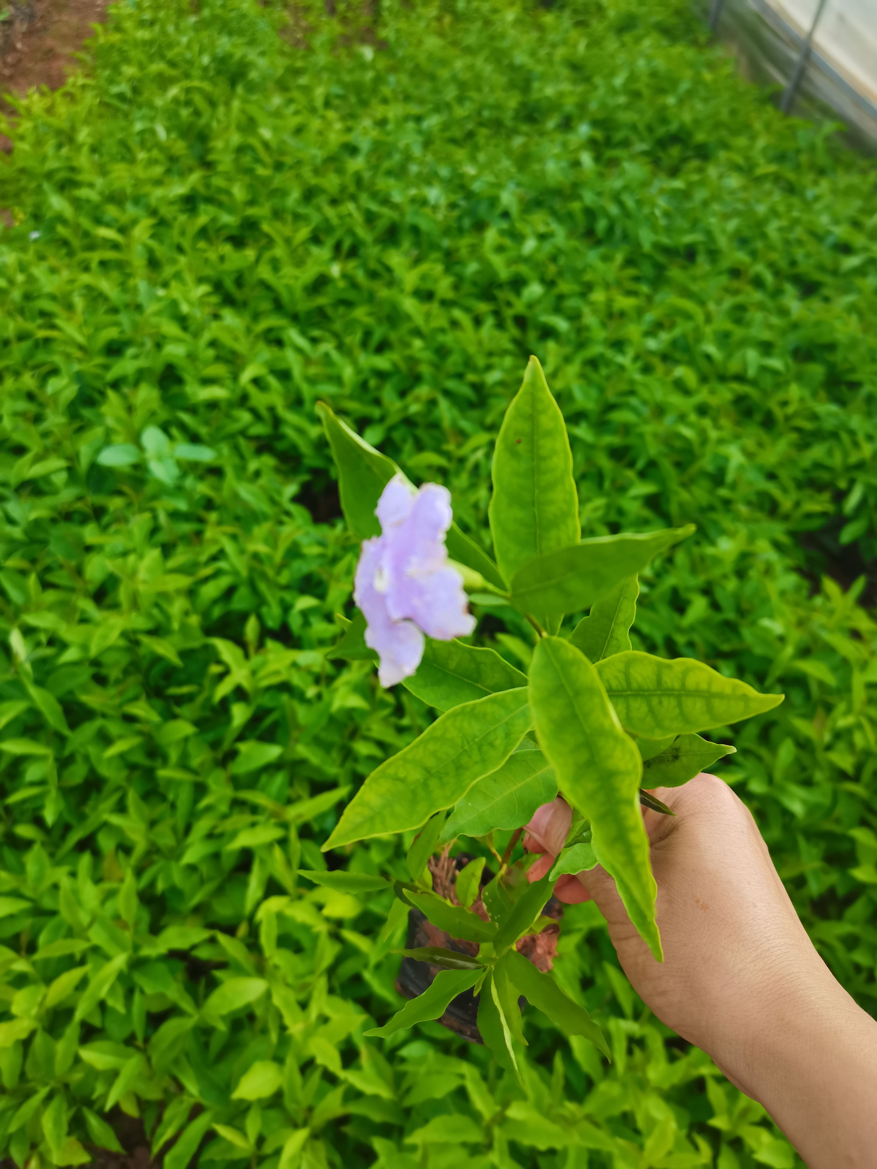 非洲茉莉  双色茉莉