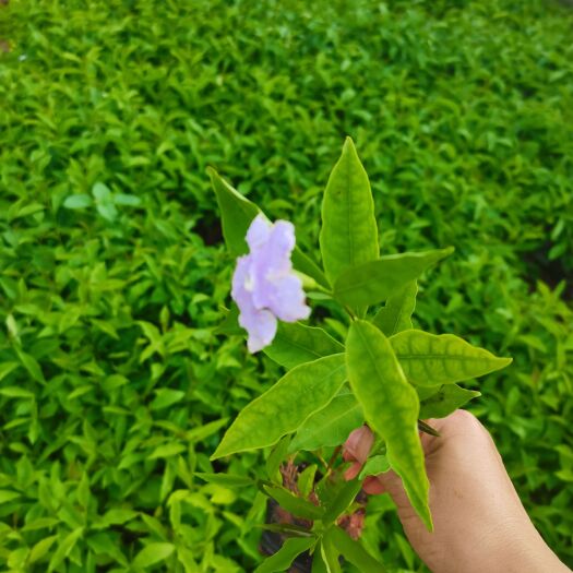 宜良县非洲茉莉  双色茉莉