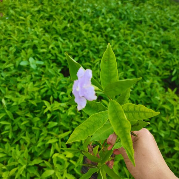 非洲茉莉  双色茉莉