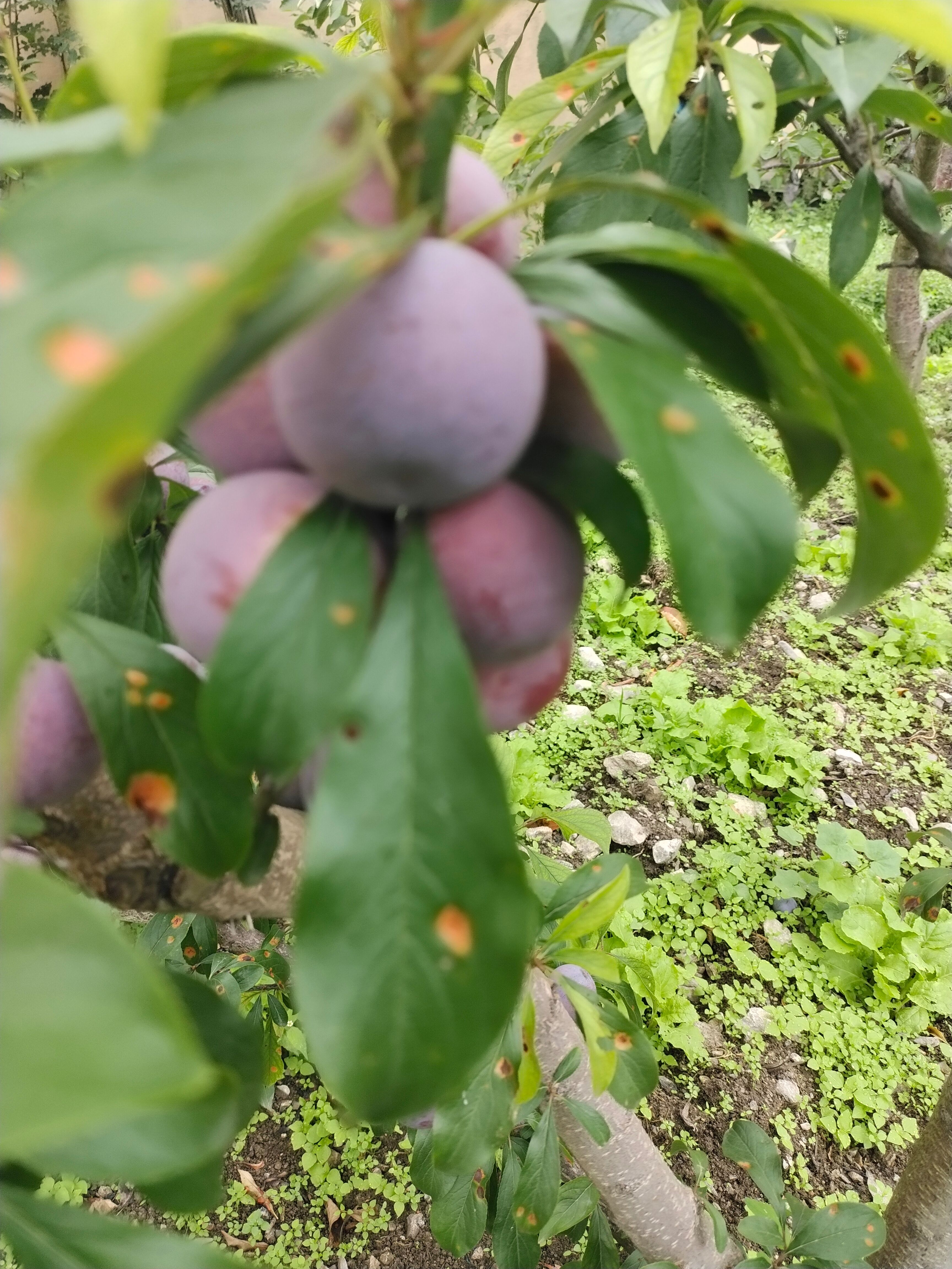  脆红李