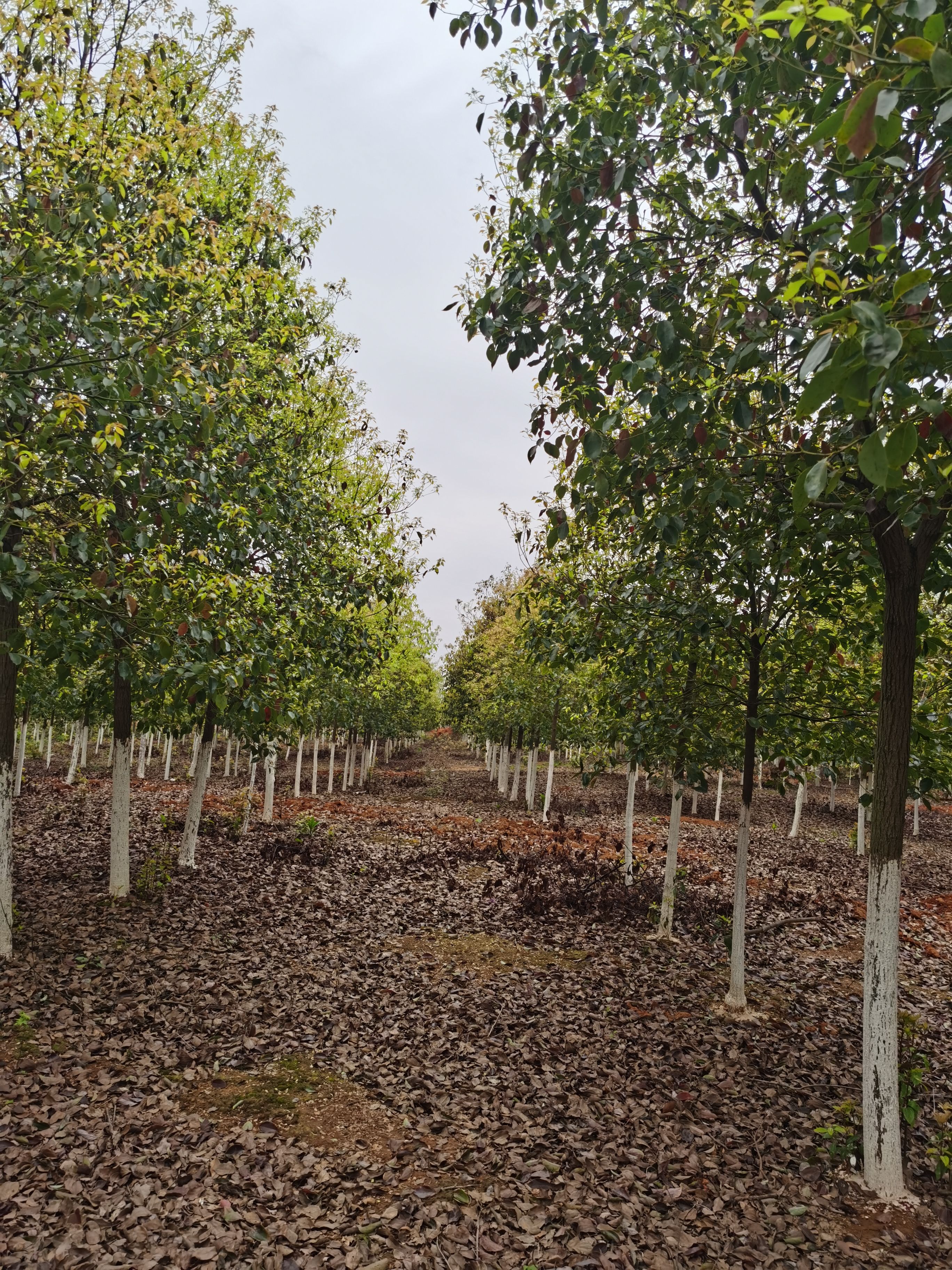  供应香樟 香樟树苗价格 香樟苗木基地 香樟小苗批发