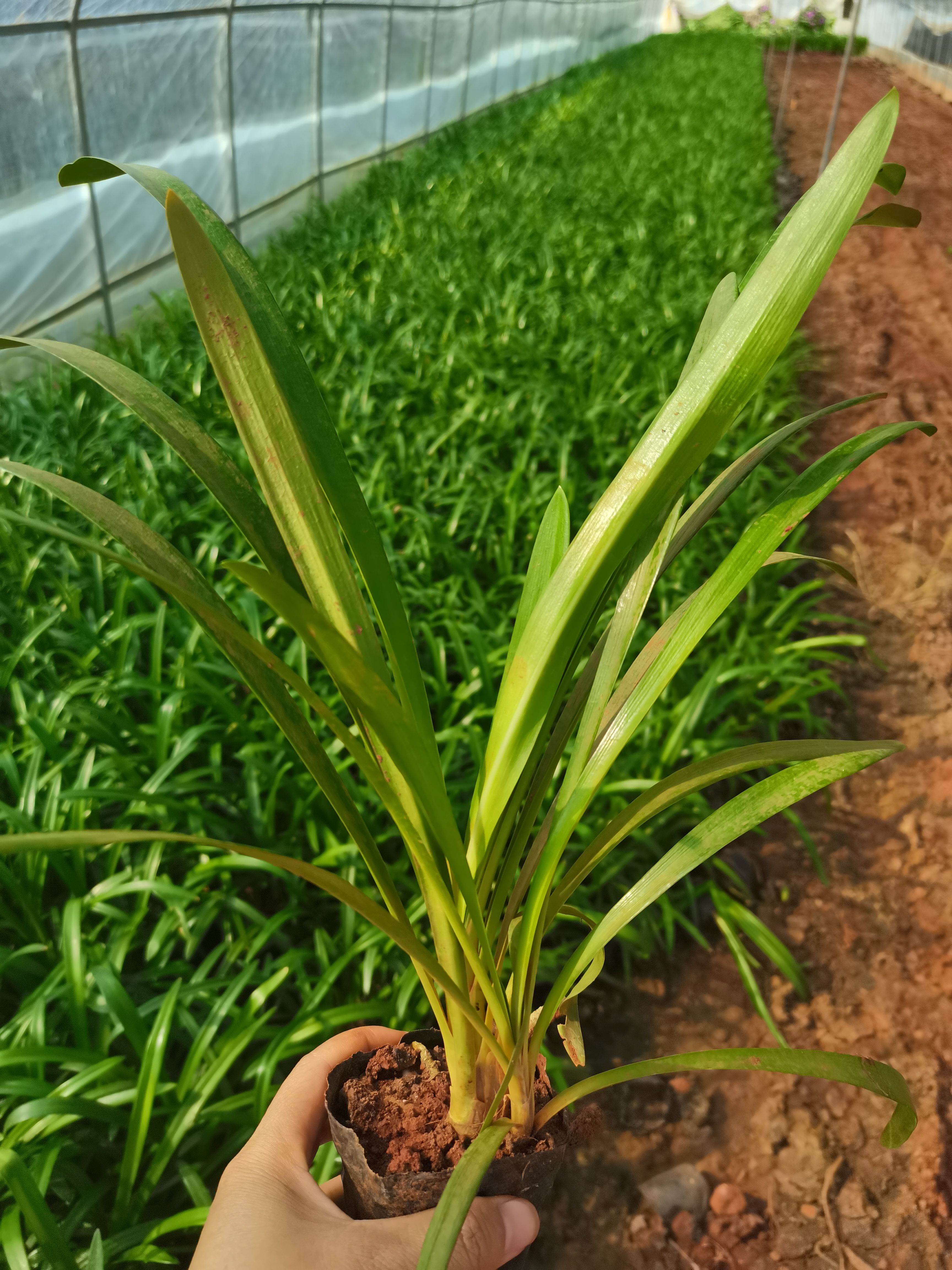 百子莲，云南昆明百子莲种植园一手货源