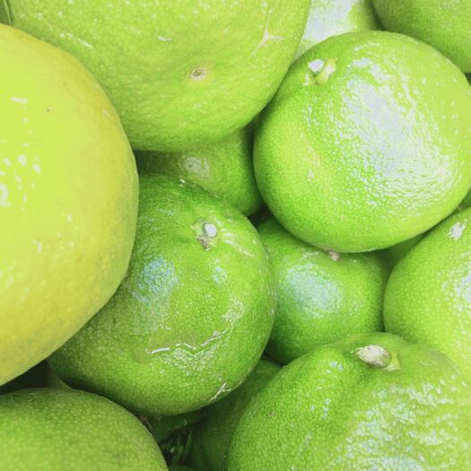 广南县蜜桔 云南省文山壮族苗族自治州广南县 