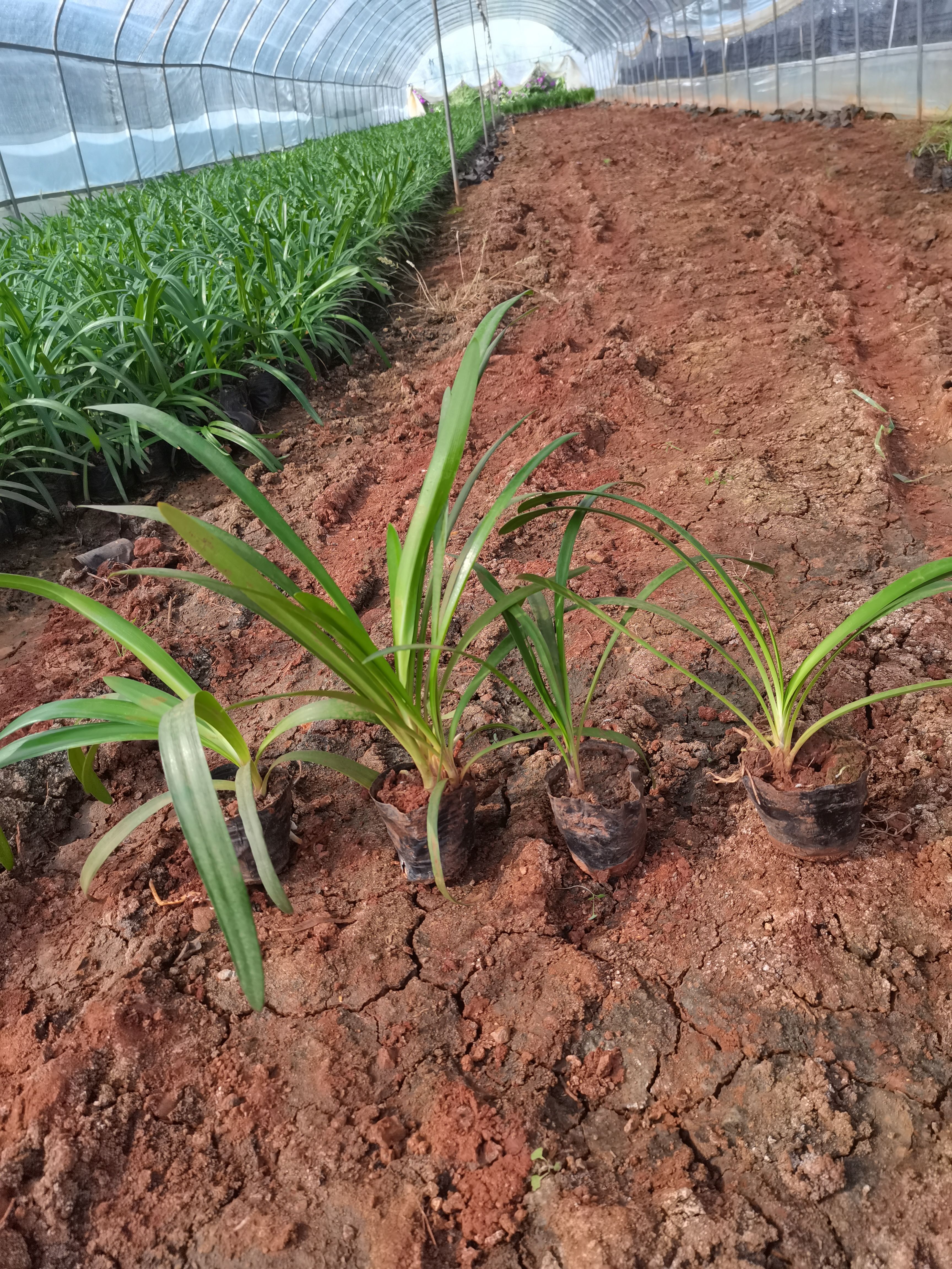 百子莲，云南昆明百子莲种植园一手货源